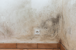 , Why Regular Mold Inspections  in Jupiter Can Protect Your Home And Your Family, Titan Restoration Construction