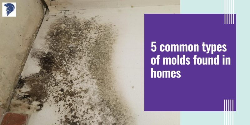 Mold infested roof in house florida