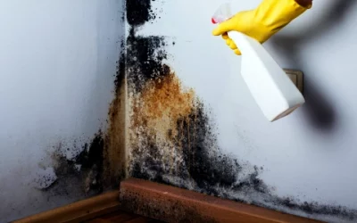 The Top 8 Mold Removal Techniques
