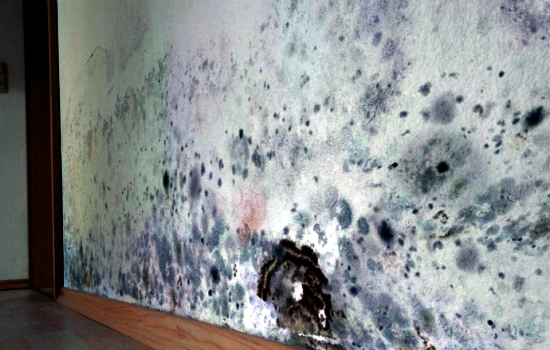 How Quickly Can Mold Grow From Water Damage
