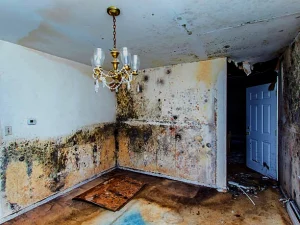 mold inspection and testing, Are Mold Inspections and Testing Necessary?, Titan Restoration Construction mold growth