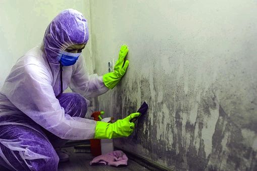 What Does Mold Remediation Entail