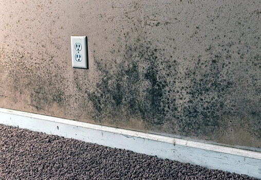 Seven Differences Between Mold and Mildew