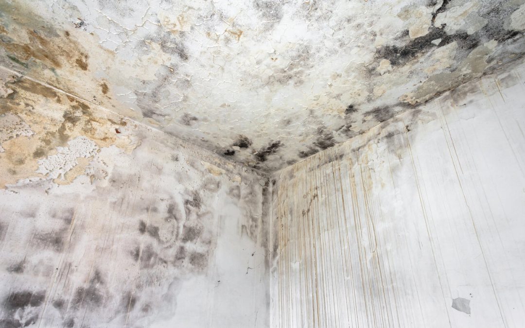 Combating Mold in Your Property: Effective Prevention and Professional Mold Removal Solutions