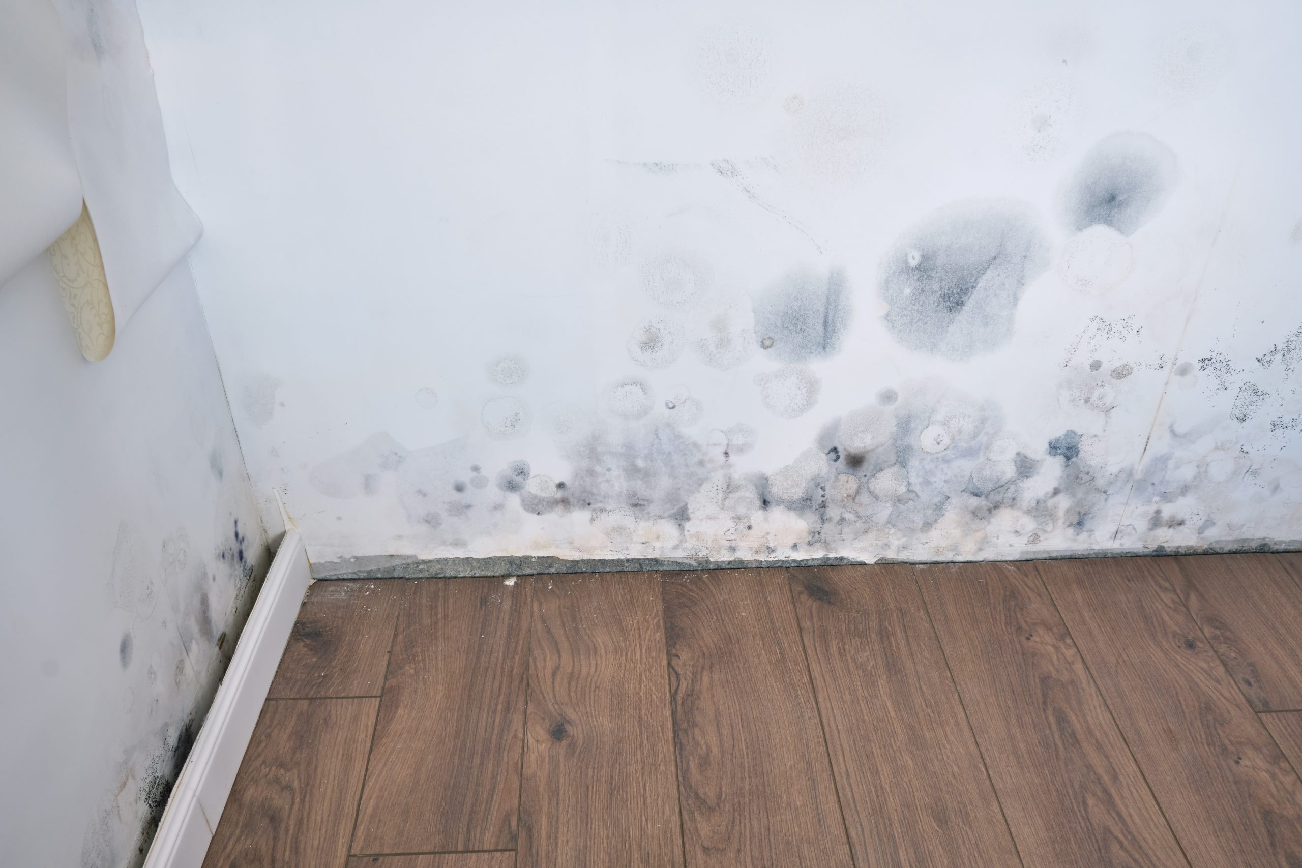 A StepbyStep Guide to Removing Mold from Your Bathroom