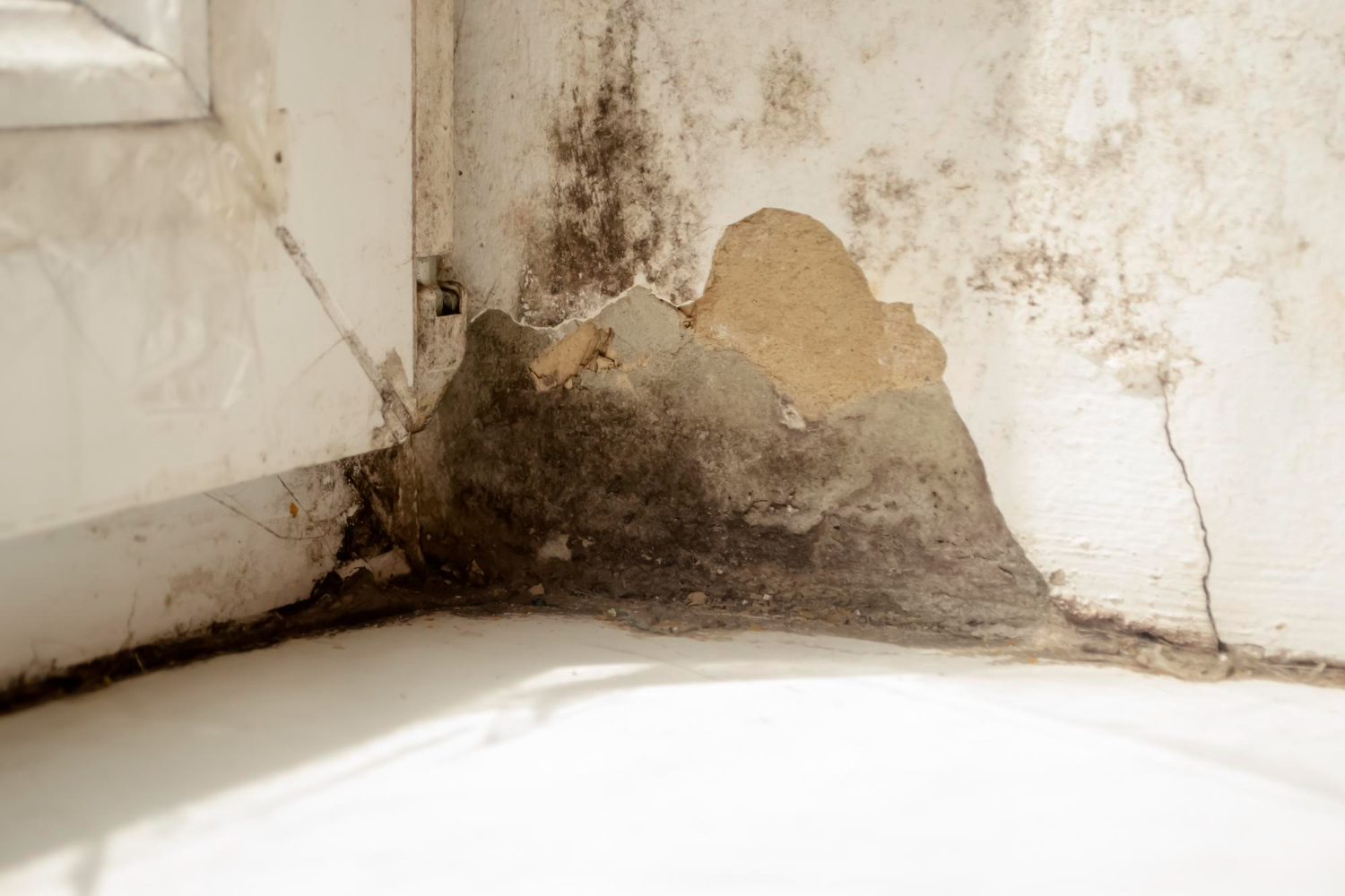 Black Mold Symptoms The Woodlands: Health Signs You Should Never Ignore